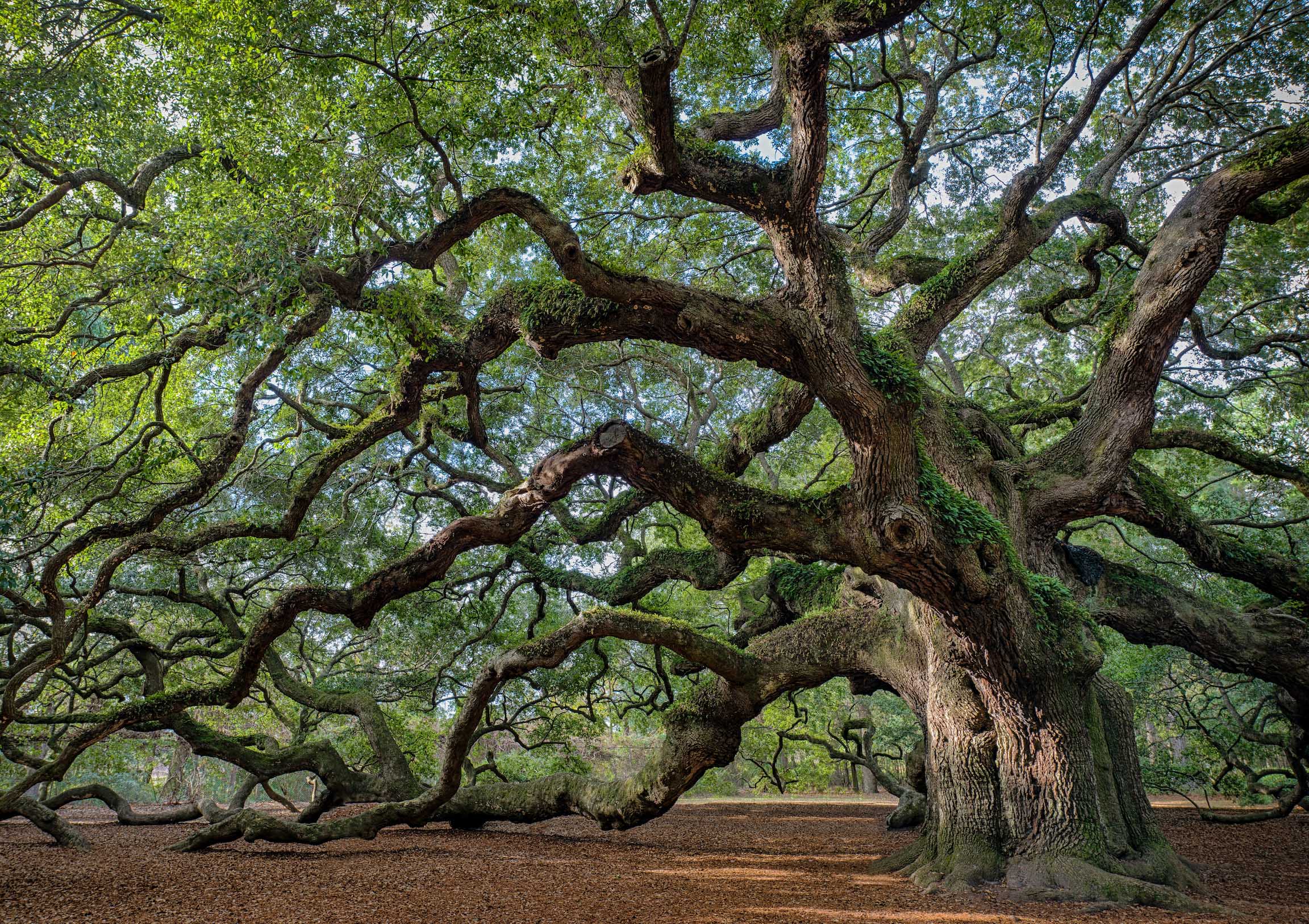 oak tree, consistency